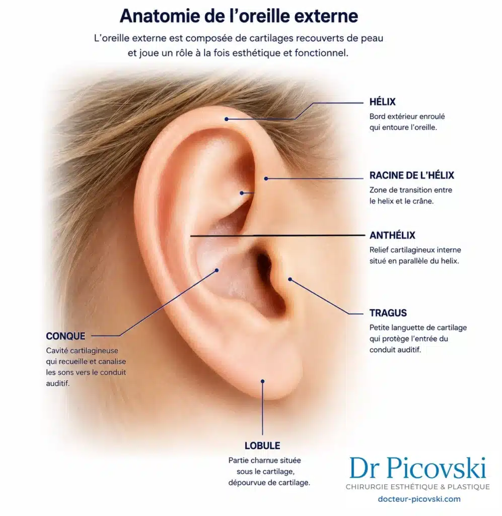 anatomie oreille externe